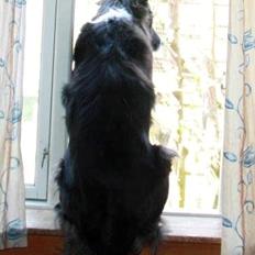 Blanding af racer Klunte-Hunden