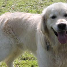 Golden retriever Margaux