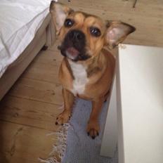 Blanding af racer Siam (Frengle - Fransk bulldog/Beagle mix)