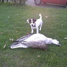 Jack russell terrier Walther