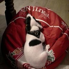 Jack russell terrier Walther