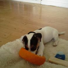 Jack russell terrier Walther