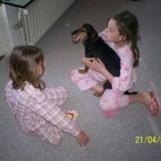 Tysk jagtterrier Buller