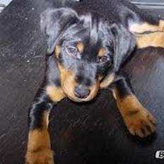 Tysk jagtterrier Buller