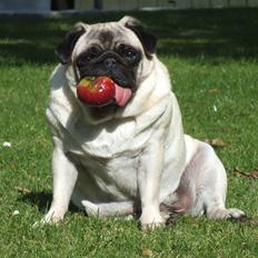 Mops OdA
