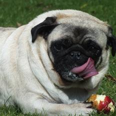 Mops OdA
