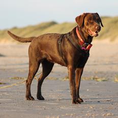 Labrador retriever Nougat