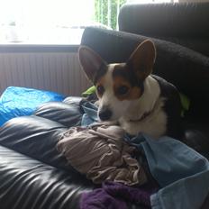 Welsh corgi cardigan Arwin