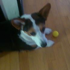 Welsh corgi cardigan Arwin