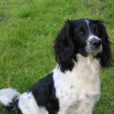 Field Trial spaniel Sacho
