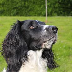 Field Trial spaniel Sacho