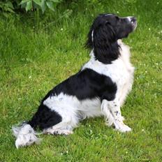 Field Trial spaniel Sacho