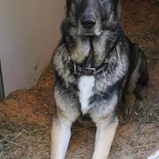 Schæferhund Hajens Punktum aka. Zeiss