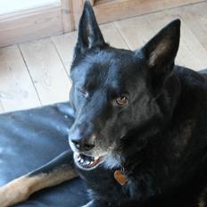 Schæferhund Hajens Wimmer