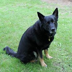 Schæferhund Hajens Wimmer