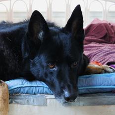 Schæferhund Hajens Wimmer