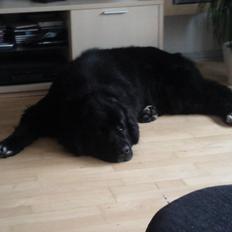 Newfoundlænder R.I.P Ludwig