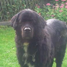 Newfoundlænder R.I.P Ludwig