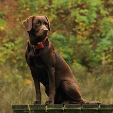 Labrador retriever Nougat