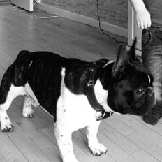 Fransk bulldog Cody