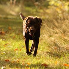 Labrador retriever Nougat