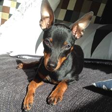Dvaergpinscher Dobber
