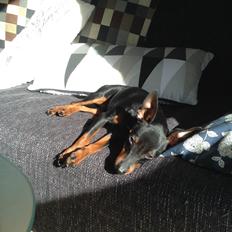 Dvaergpinscher Dobber
