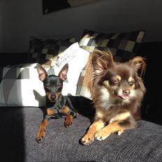 Dvaergpinscher Dobber