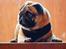 Mops Pelle