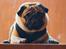 Mops Pelle
