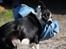 Border collie Balto