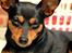 Dvaergpinscher Asta