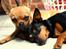 Dvaergpinscher Asta