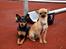 Dvaergpinscher Asta