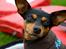 Dvaergpinscher Asta
