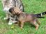 Blanding af racer Rottweiler/Labrador/Boxer ENZO