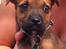 Blanding af racer Rottweiler/Labrador/Boxer ENZO