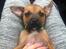 Blanding af racer Rottweiler/Labrador/Boxer ENZO