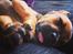 Blanding af racer Rottweiler/Labrador/Boxer ENZO
