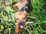 Blanding af racer Rottweiler/Labrador/Boxer ENZO