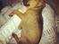 Blanding af racer Rottweiler/Labrador/Boxer ENZO