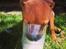 Blanding af racer Rottweiler/Labrador/Boxer ENZO