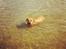 Blanding af racer Rottweiler/Labrador/Boxer ENZO