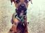 Blanding af racer Rottweiler/Labrador/Boxer ENZO
