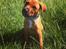 Blanding af racer Rottweiler/Labrador/Boxer ENZO