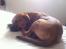 Blanding af racer Rottweiler/Labrador/Boxer ENZO