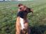 Blanding af racer Rottweiler/Labrador/Boxer ENZO