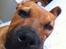 Blanding af racer Rottweiler/Labrador/Boxer ENZO