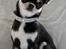 Chihuahua Chihuanas Blueberry Yum Yum - Evee - Velkommen til Evees profil - 4 oktober 2013