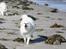 Japansk spids LF Bianca - med åben mund i modvind - Bianca du er og bliver en sjov hund :)